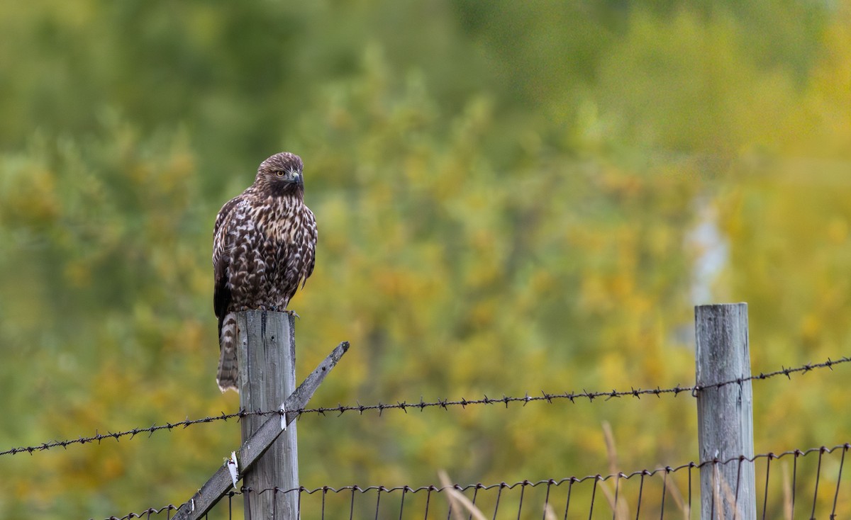 Red-tailed Hawk - ML642620389