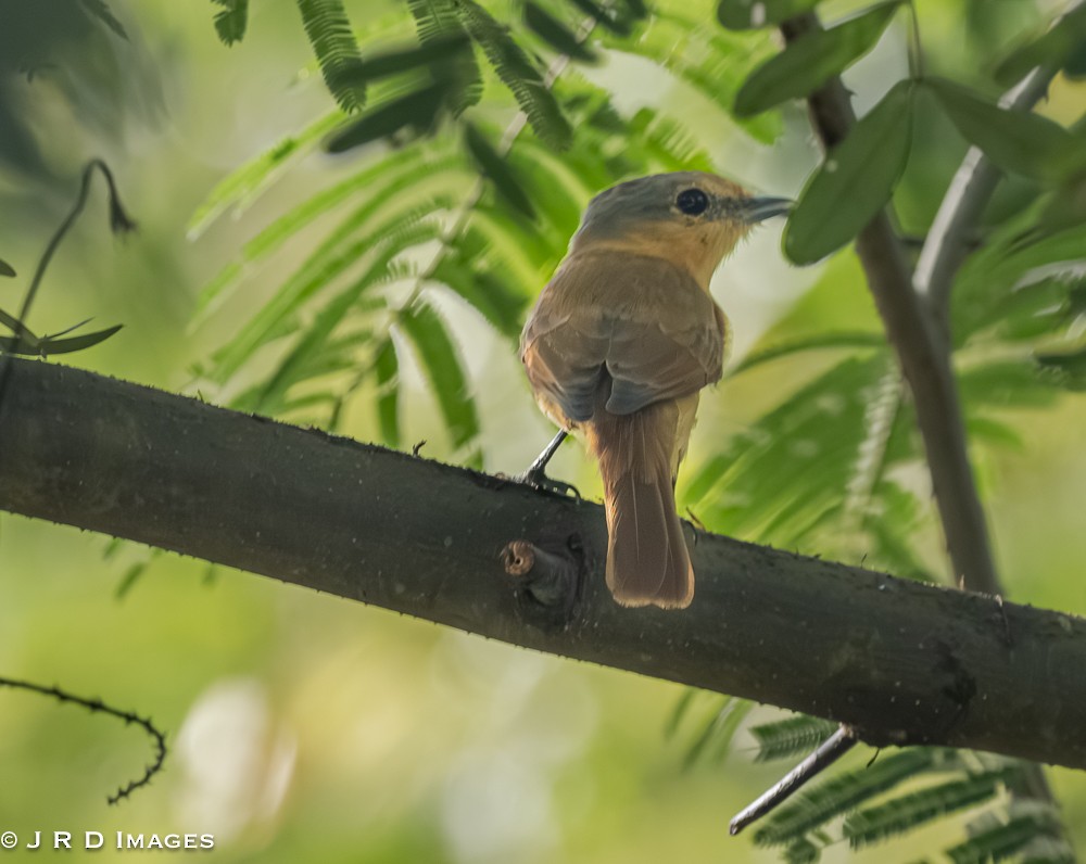Chestnut-crowned Becard - ML642620395