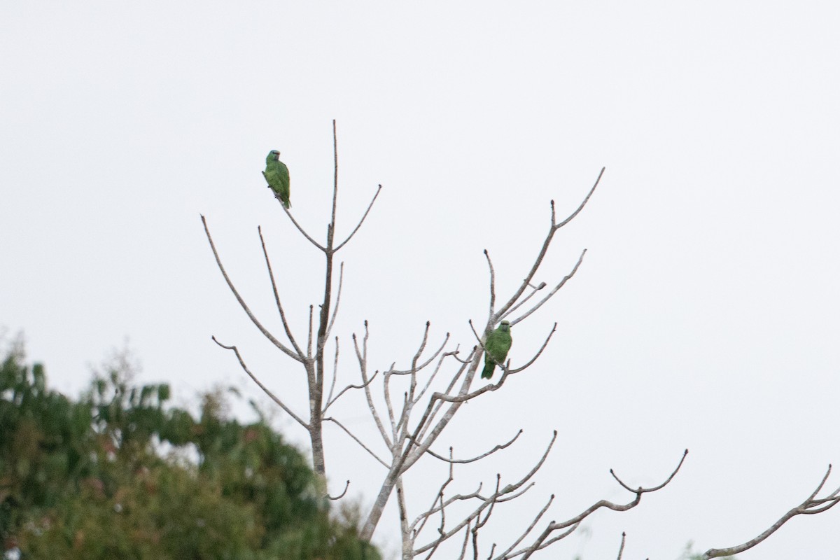 Festive Amazon - ML642620401