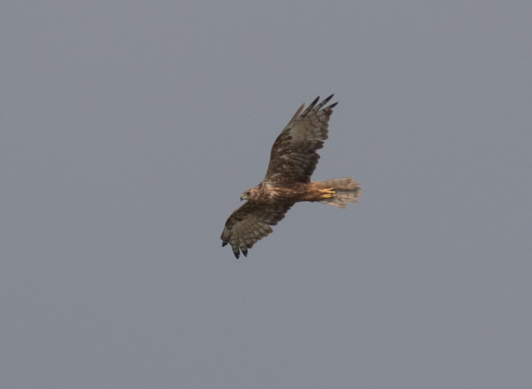 チュウヒ - ML642620417