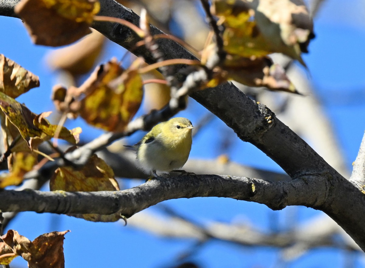 Tennessee Warbler - ML642620418