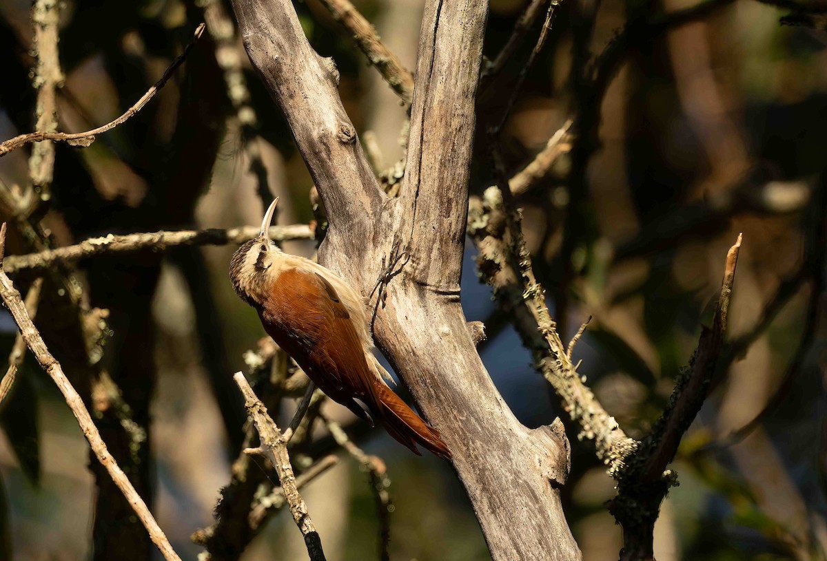 Narrow-billed Woodcreeper - ML642620421