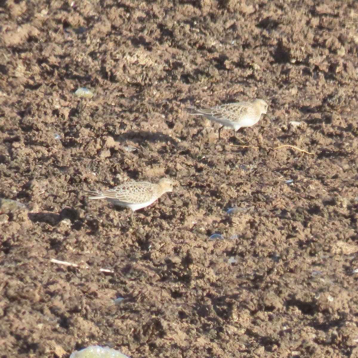 Baird's Sandpiper - ML642620425