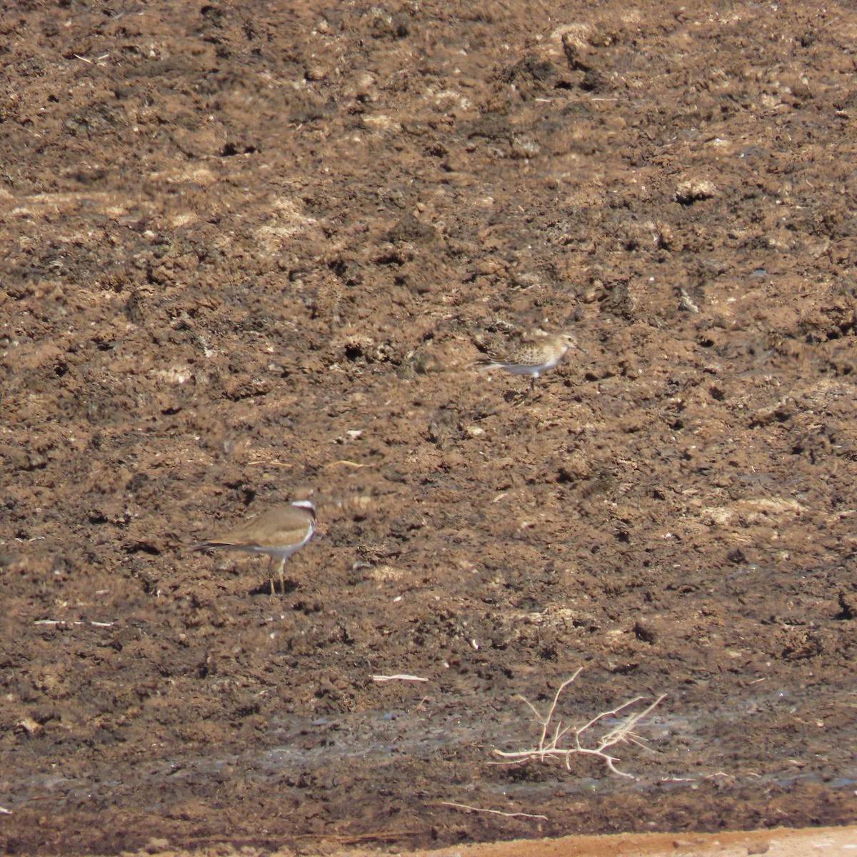 Baird's Sandpiper - ML642620426