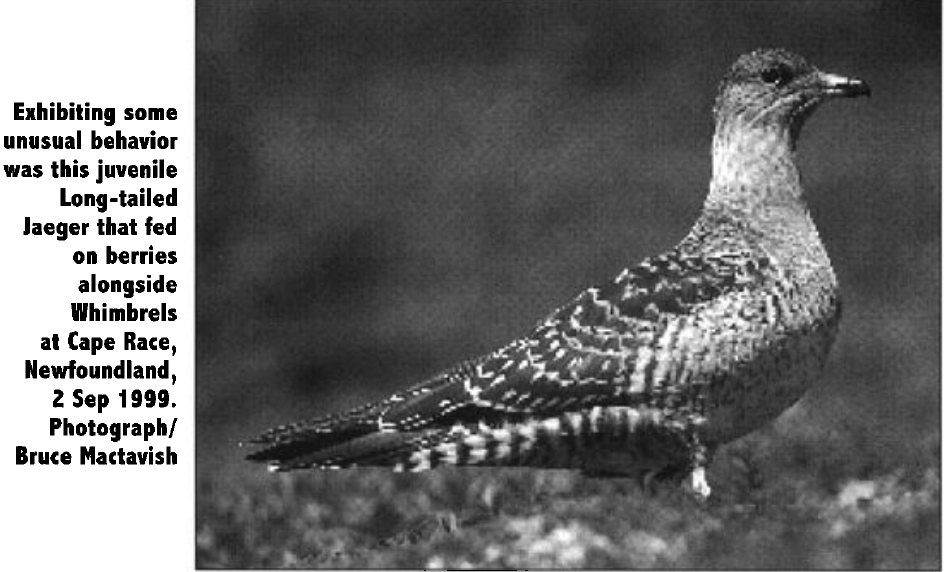 Long-tailed Jaeger - ML642620443