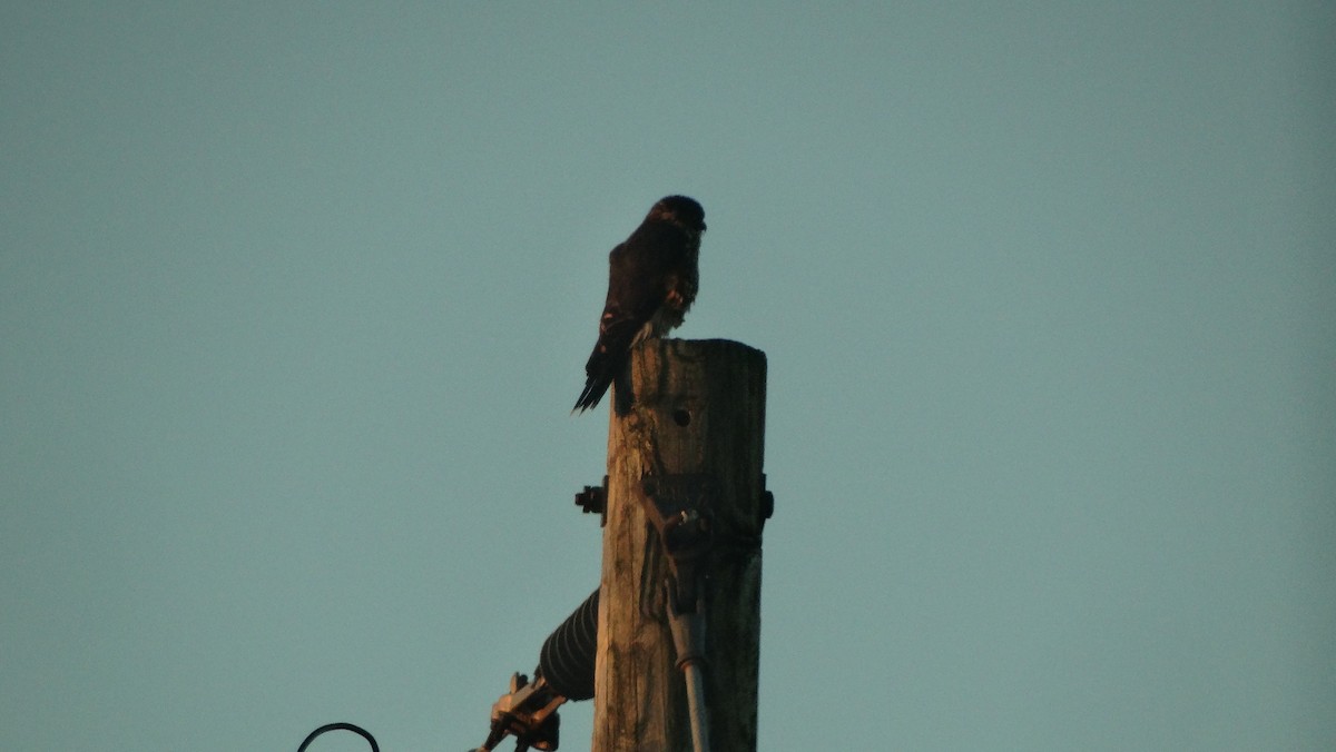 Smeriglio - ML642620451