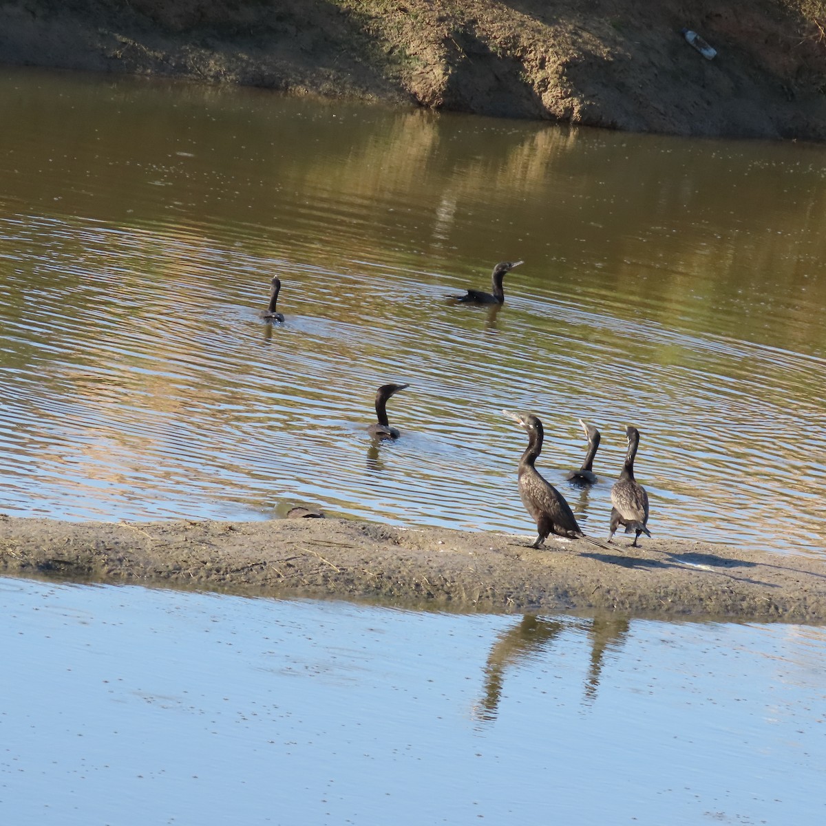 Neotropic Cormorant - ML642620468