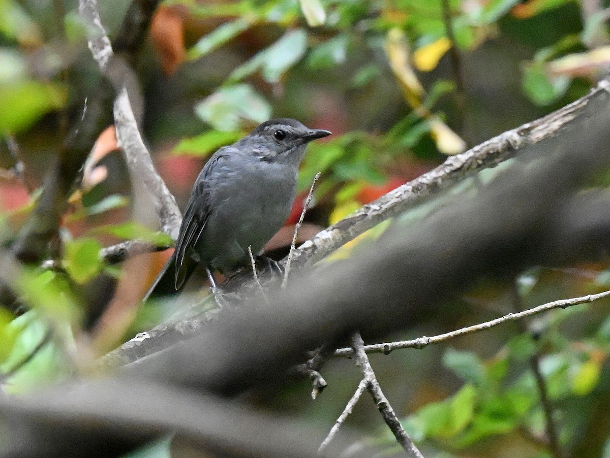 Gray Catbird - ML642620494