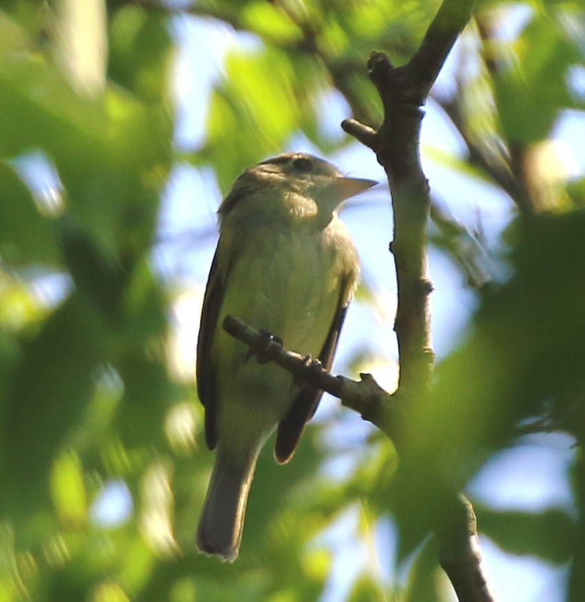 Yellow-bellied Flycatcher - ML642620513