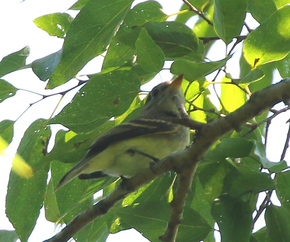 Yellow-bellied Flycatcher - ML642620516