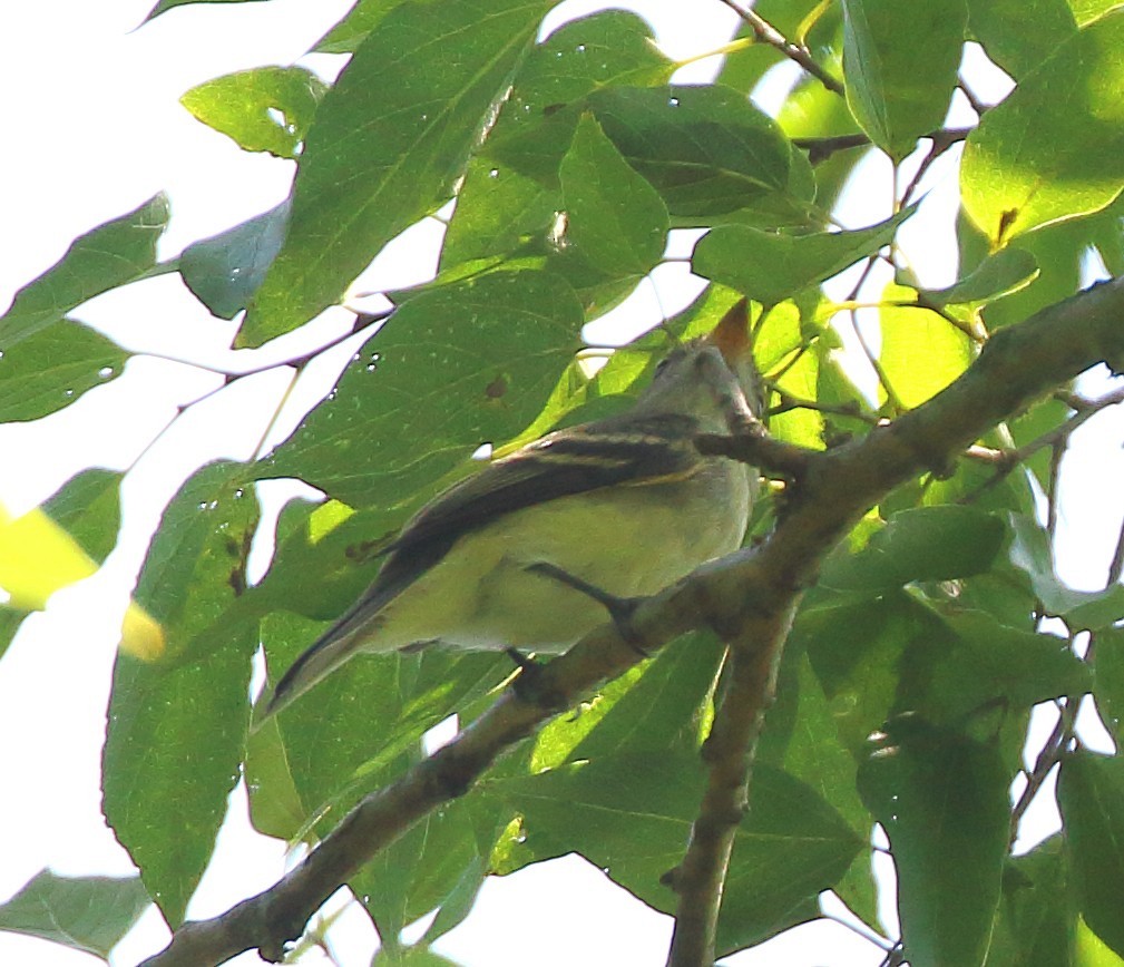 Yellow-bellied Flycatcher - ML642620518