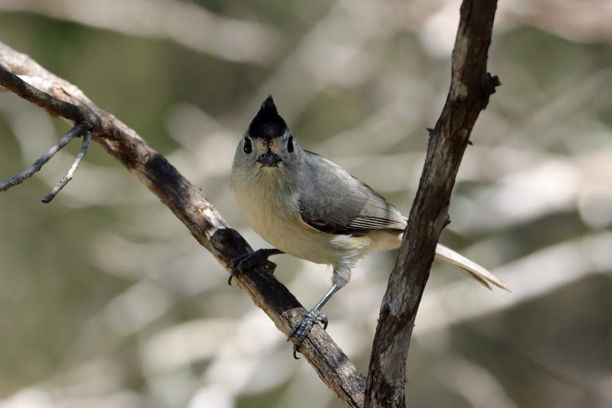Black-crested Titmouse - ML642620526