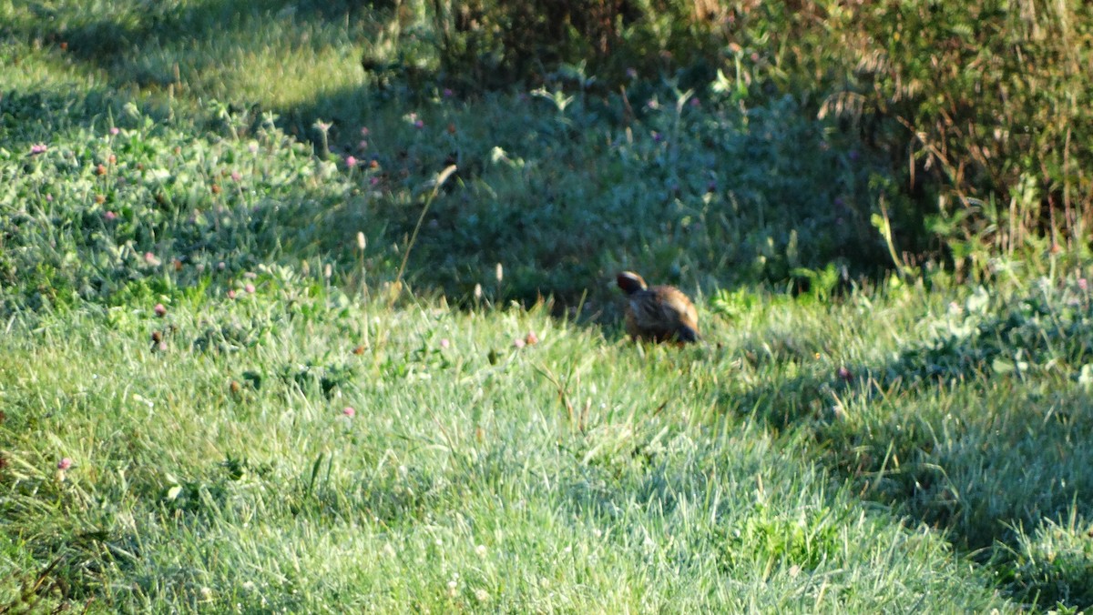 Fagiano comune - ML642620560