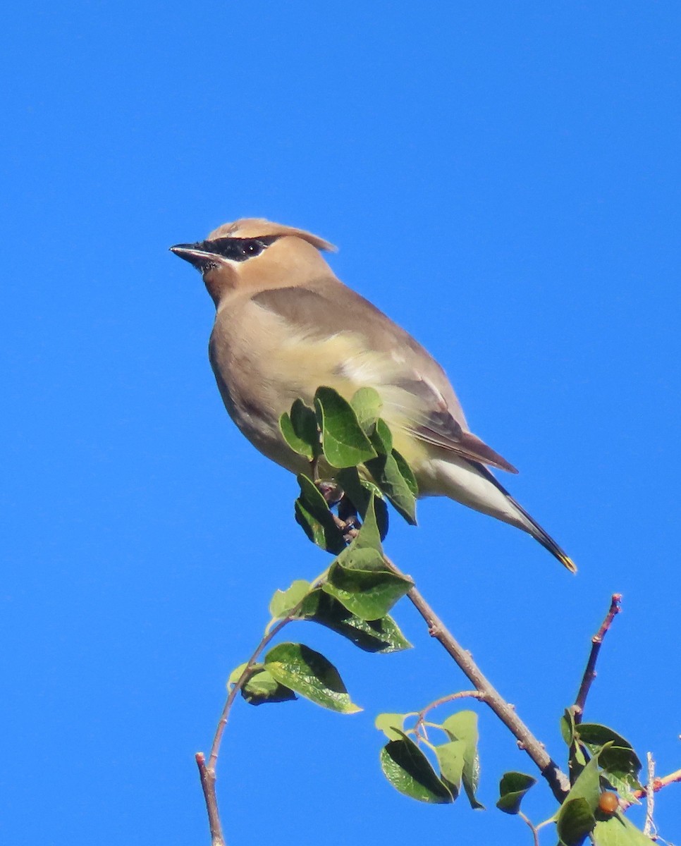 einersidensvans - ML642620580