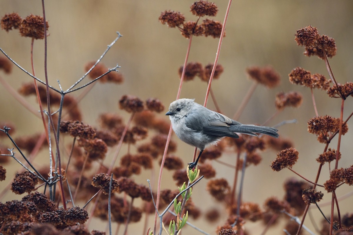Bushtit - ML642620619