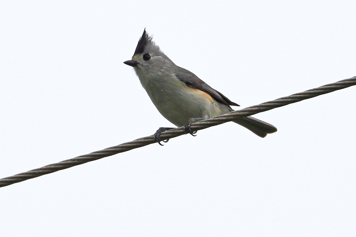 Black-crested Titmouse - ML642620629
