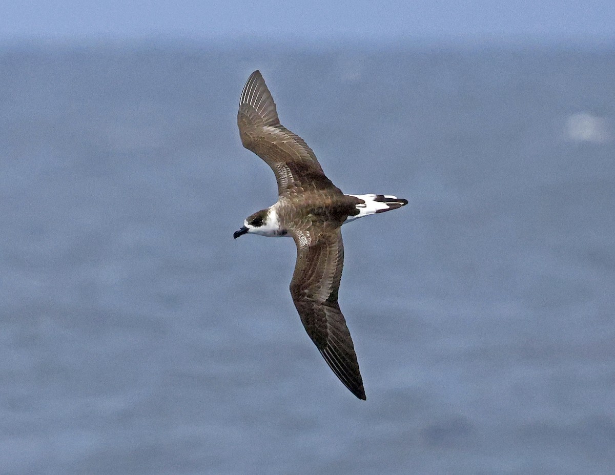 Black-capped Petrel - ML642620634