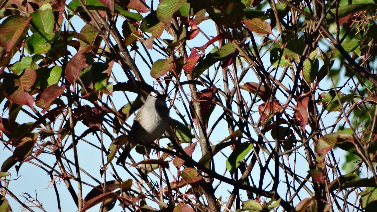 White-crowned Sparrow - ML642620635