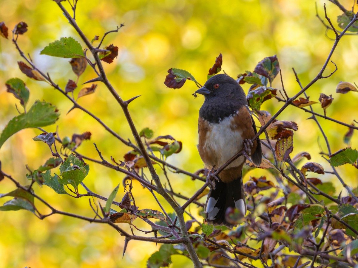 Spotted Towhee - ML642620680