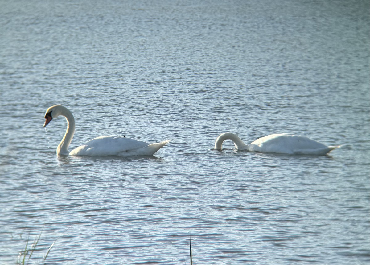 Mute Swan - ML642620687