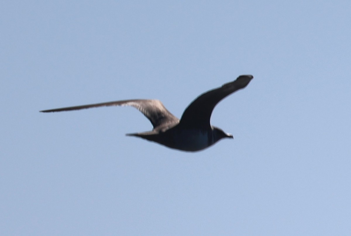 Long-tailed Jaeger - ML642620704