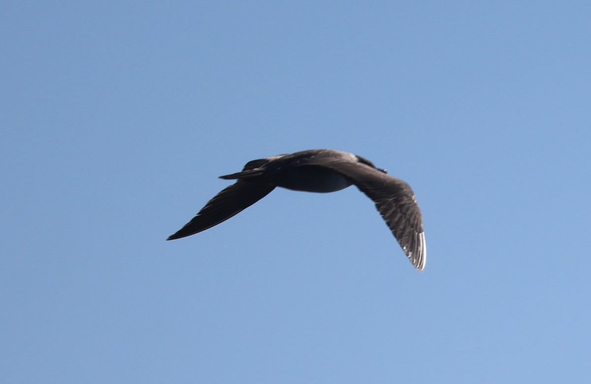 Long-tailed Jaeger - ML642620705