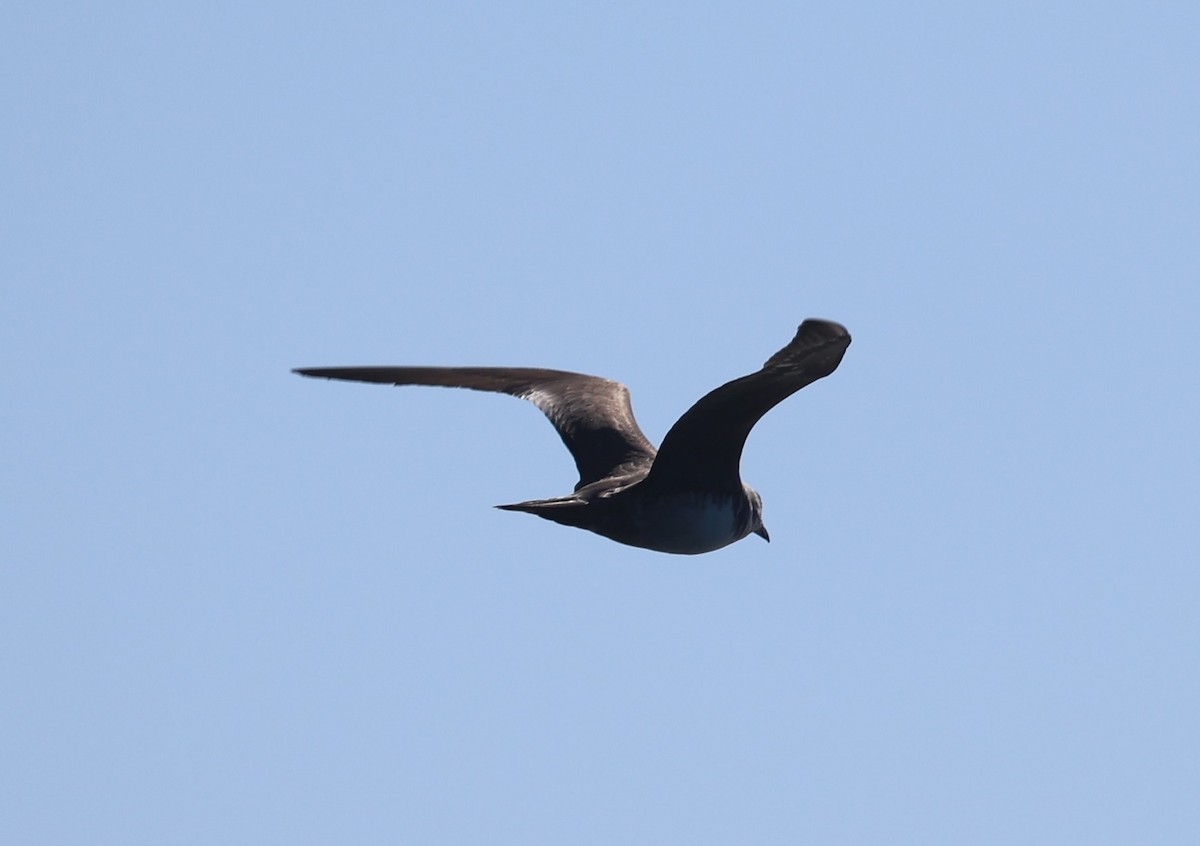 Long-tailed Jaeger - ML642620706