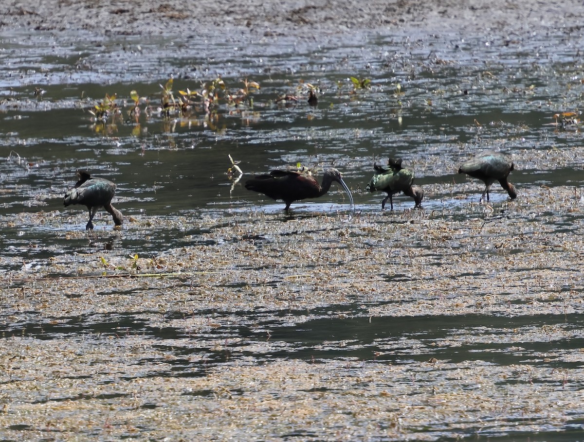 White-faced Ibis - ML642620716