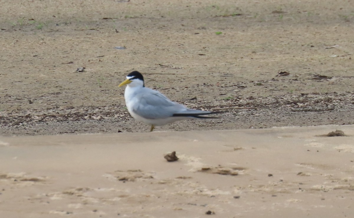Yellow-billed Tern - ML642620719