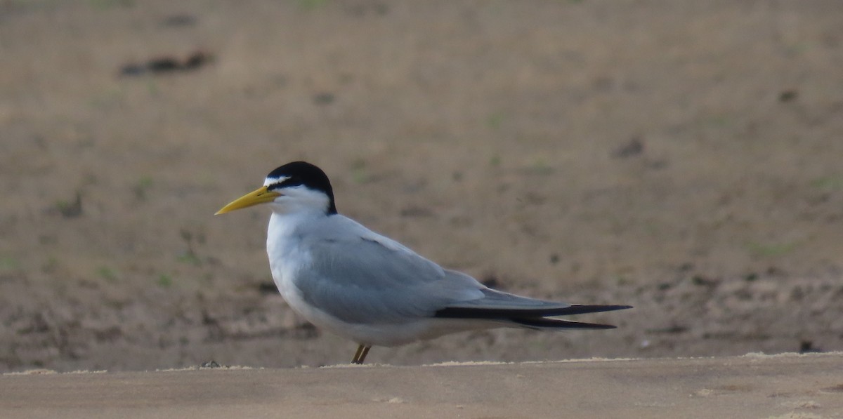 Yellow-billed Tern - ML642620720