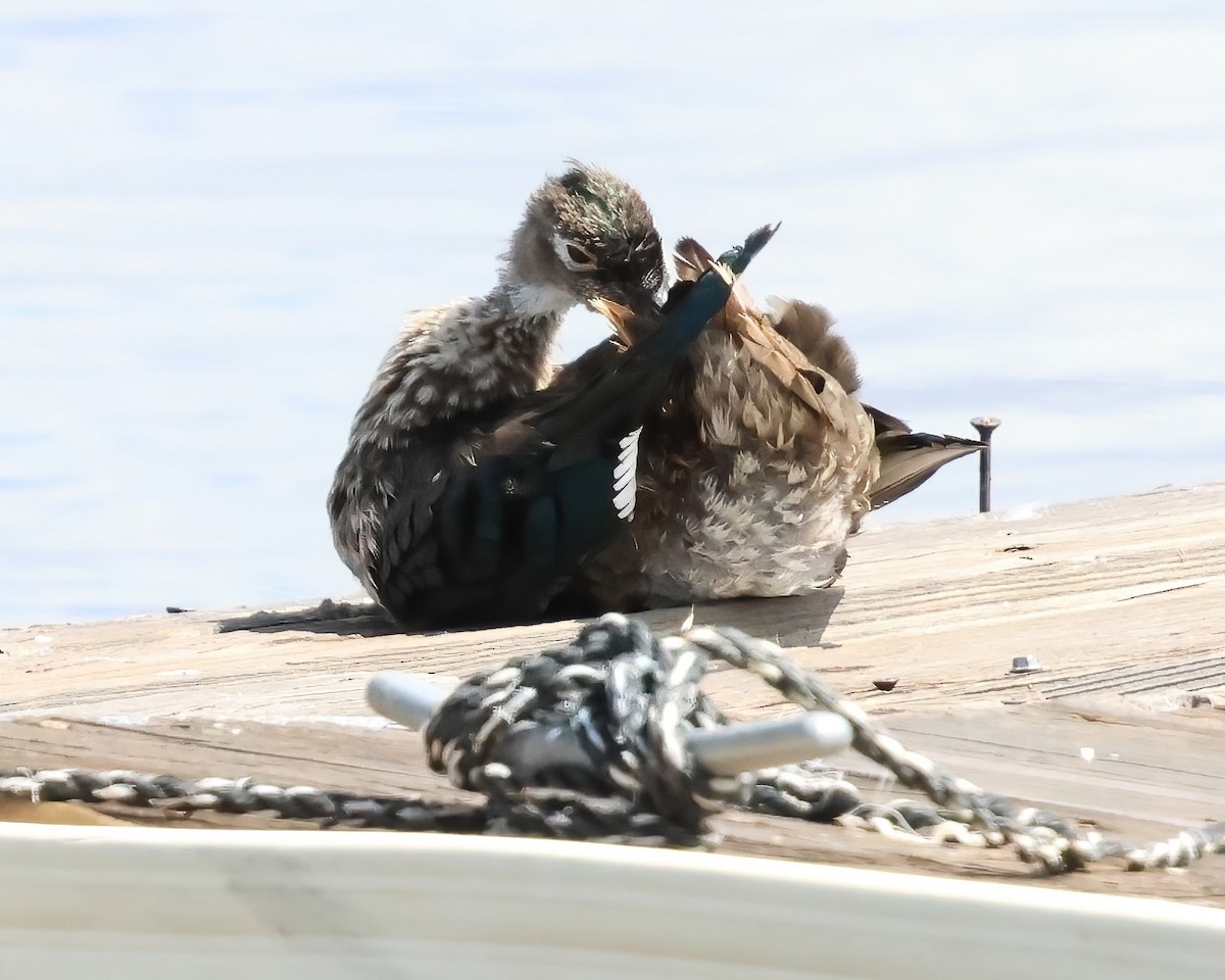 Wood Duck - ML642620751