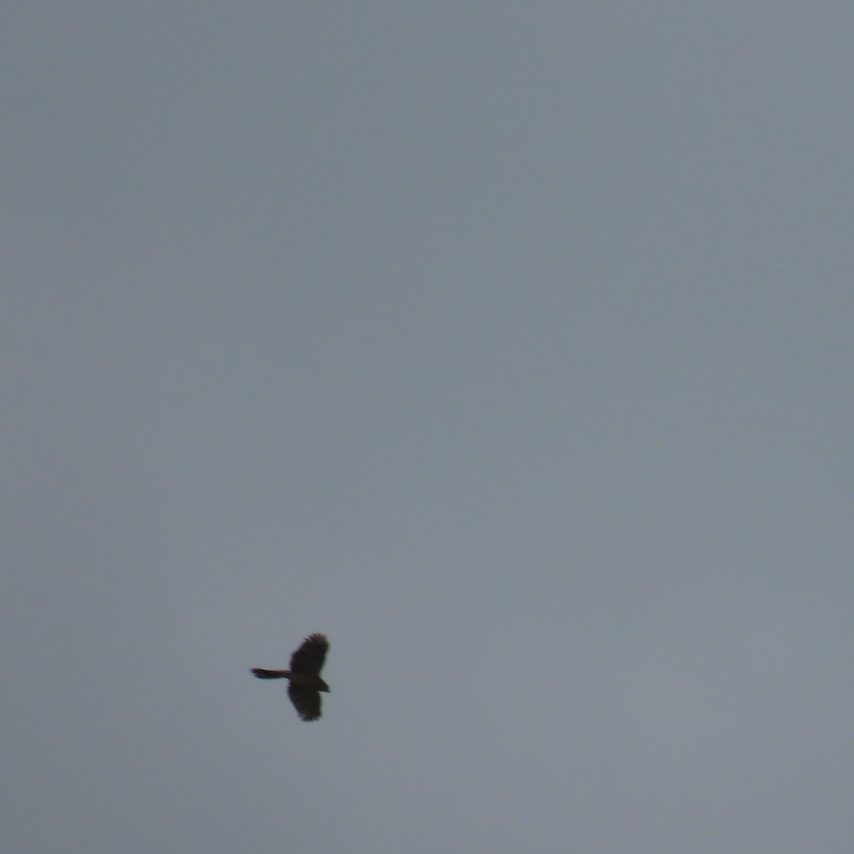 Sharp-shinned/Cooper's Hawk - ML642620752