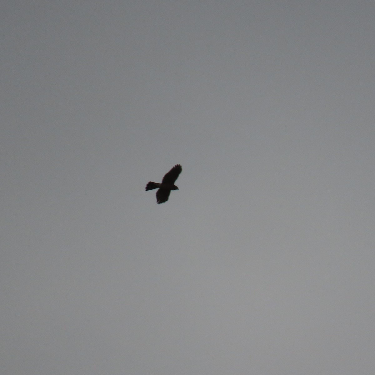 Sharp-shinned/Cooper's Hawk - ML642620756