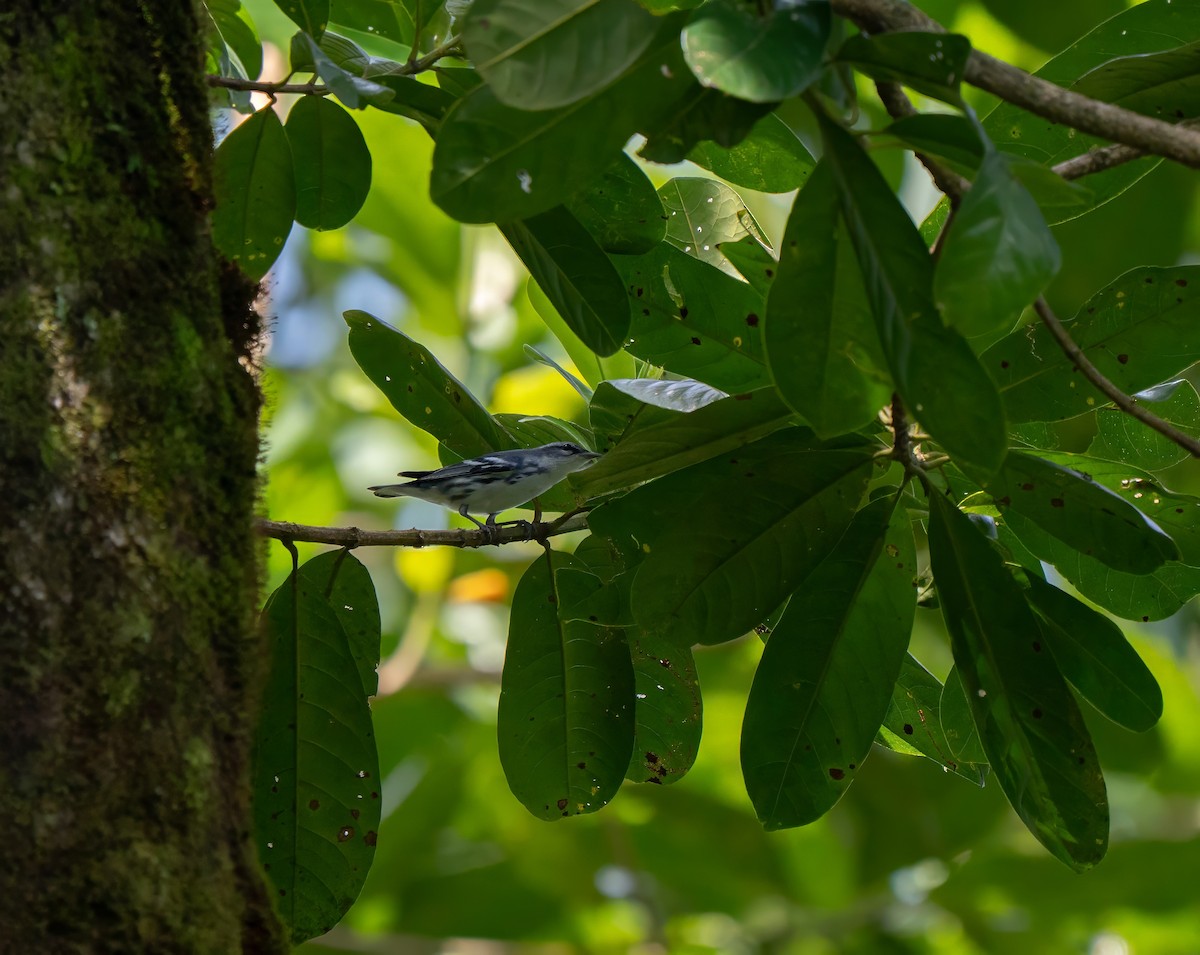 Cerulean Warbler - ML642620768