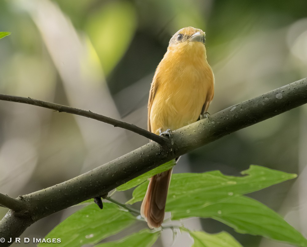 Chestnut-crowned Becard - ML642620770