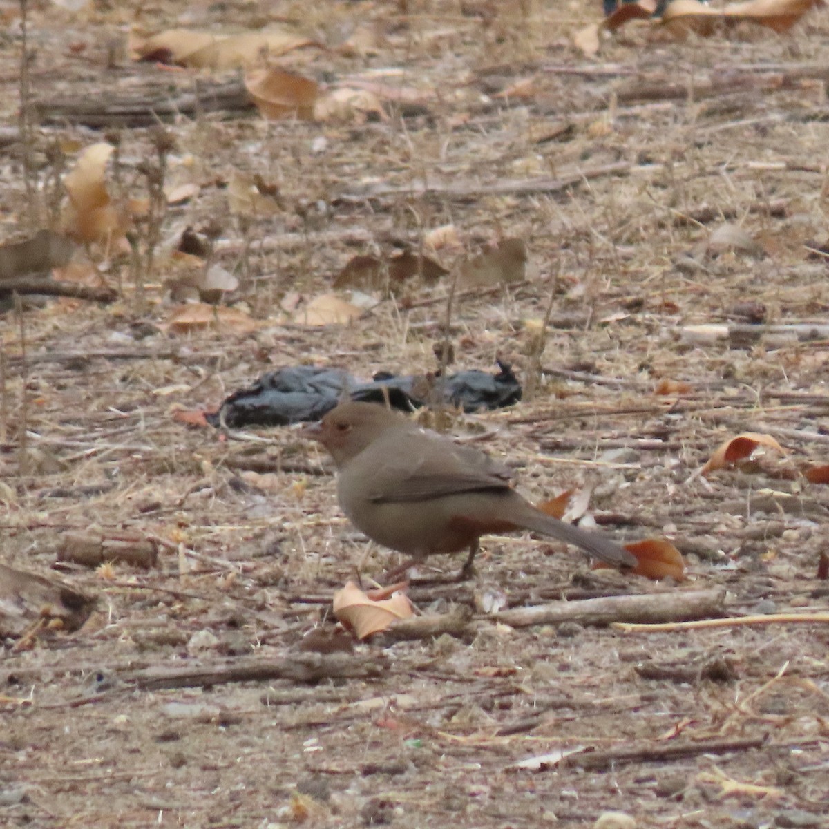 California Towhee - ML642620777