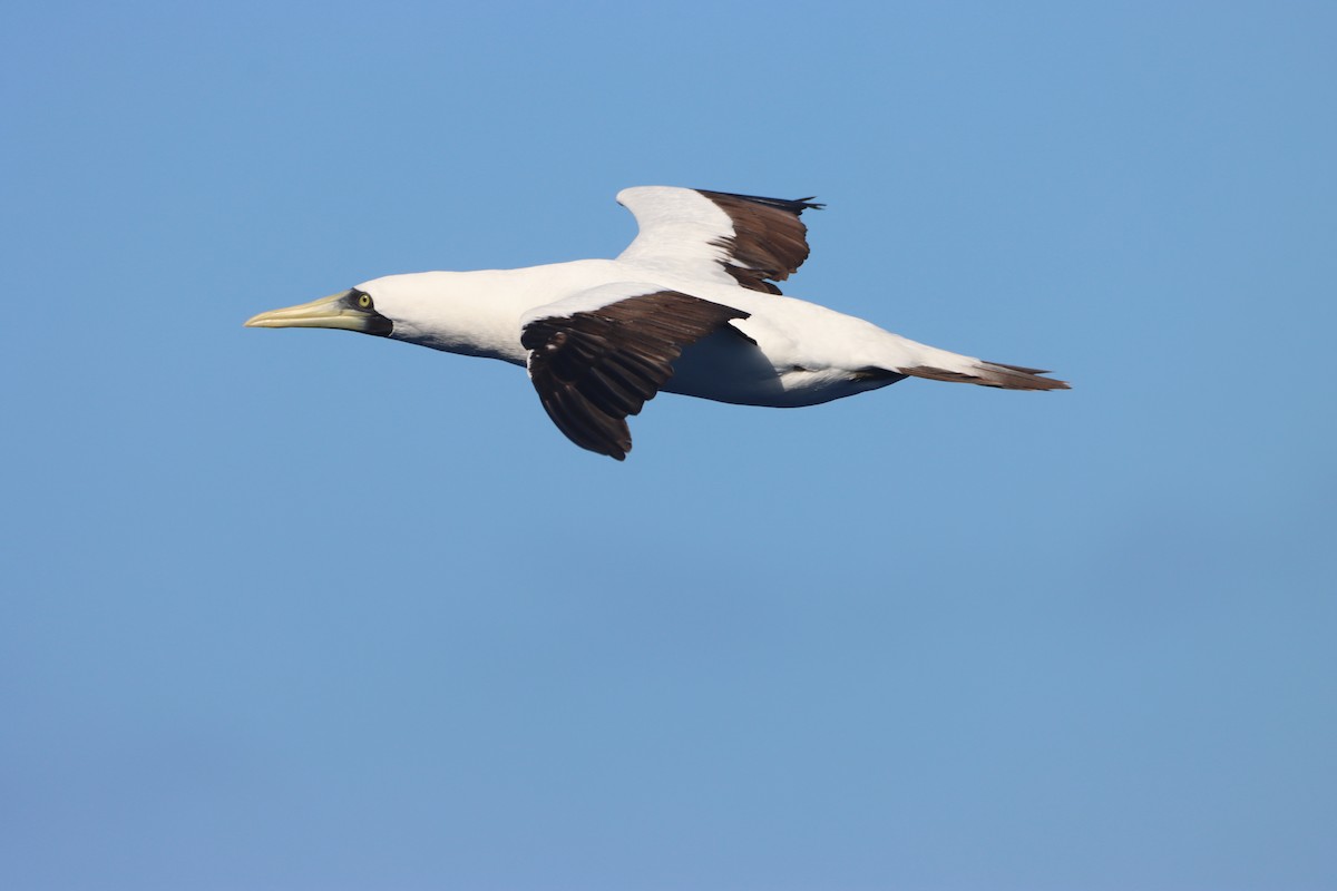 Masked Booby - ML642620784