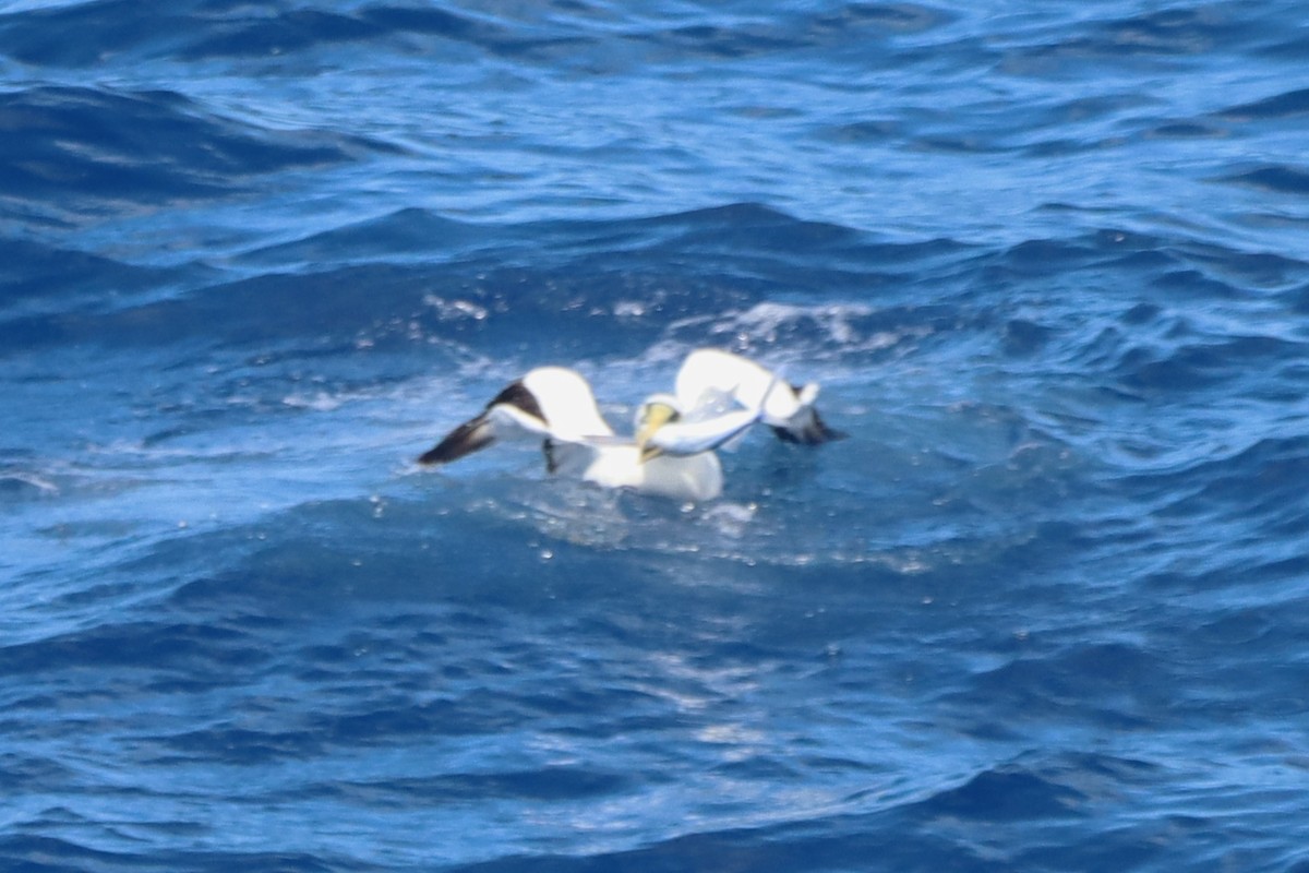 Masked Booby - ML642620791
