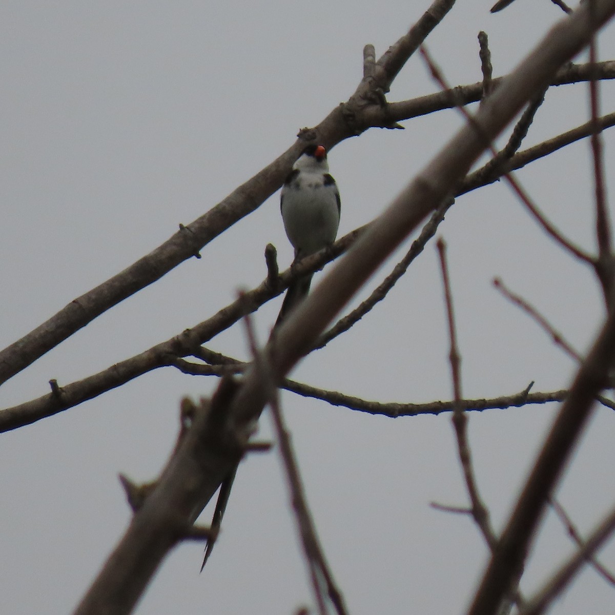 Pin-tailed Whydah - ML642620795