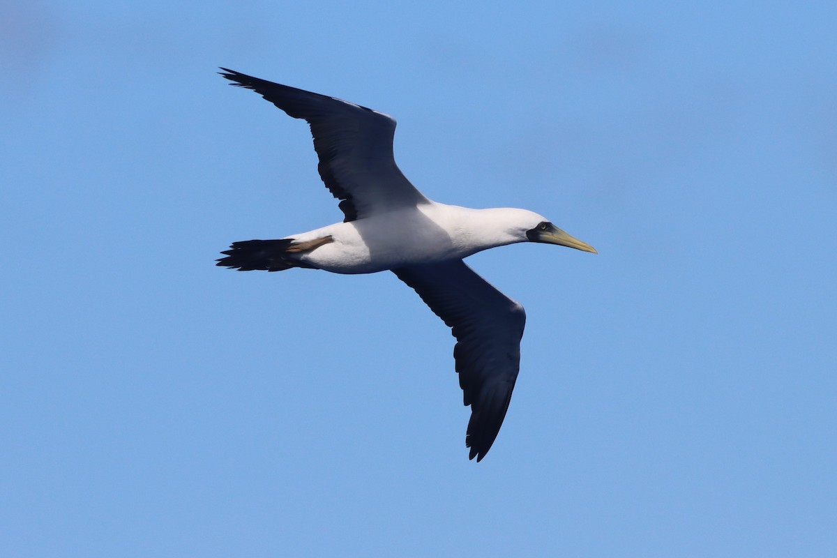 Masked Booby - ML642620802
