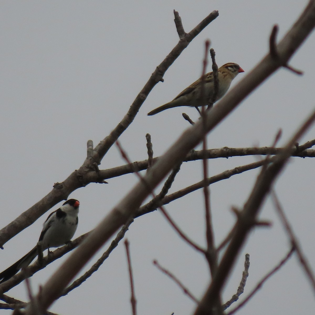 Pin-tailed Whydah - ML642620804