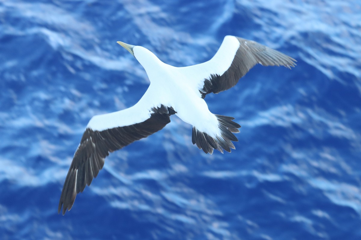 Masked Booby - ML642620810