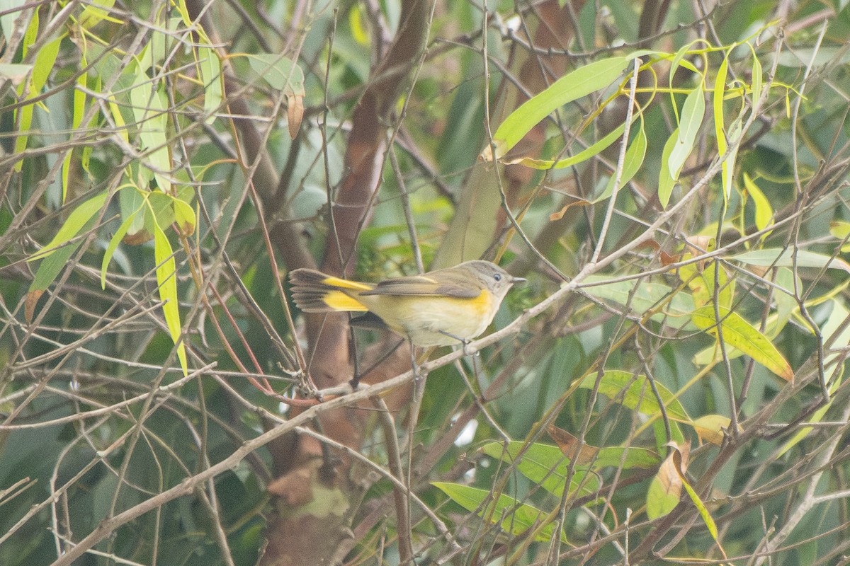 American Redstart - ML642620819