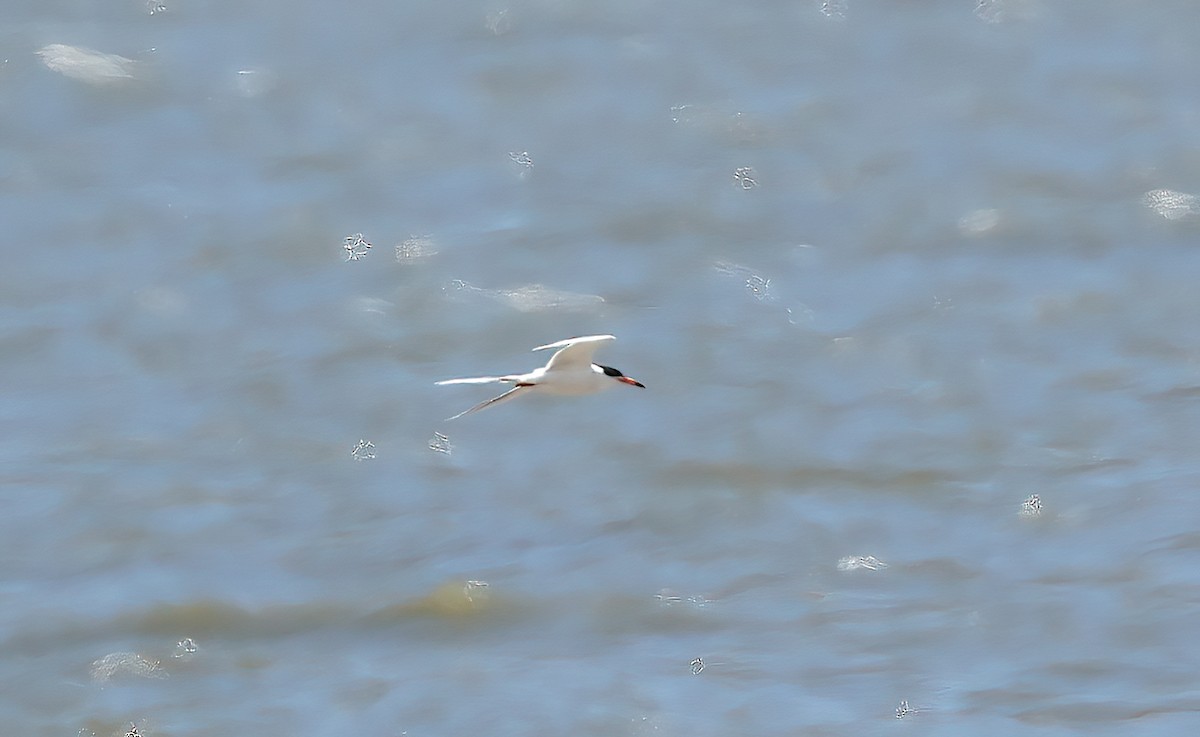 Sterne pierregarin - ML642620829