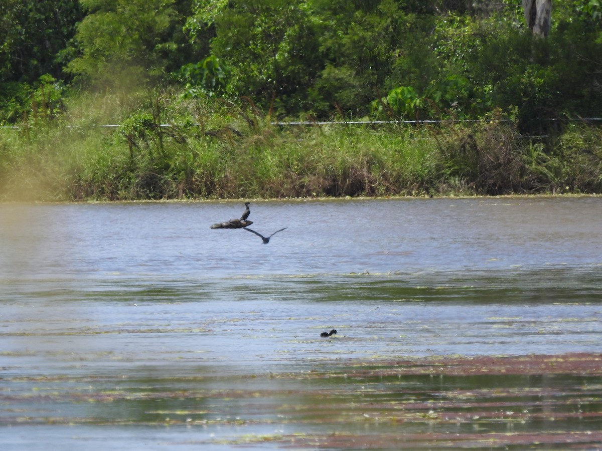 Little Black Cormorant - ML642620846