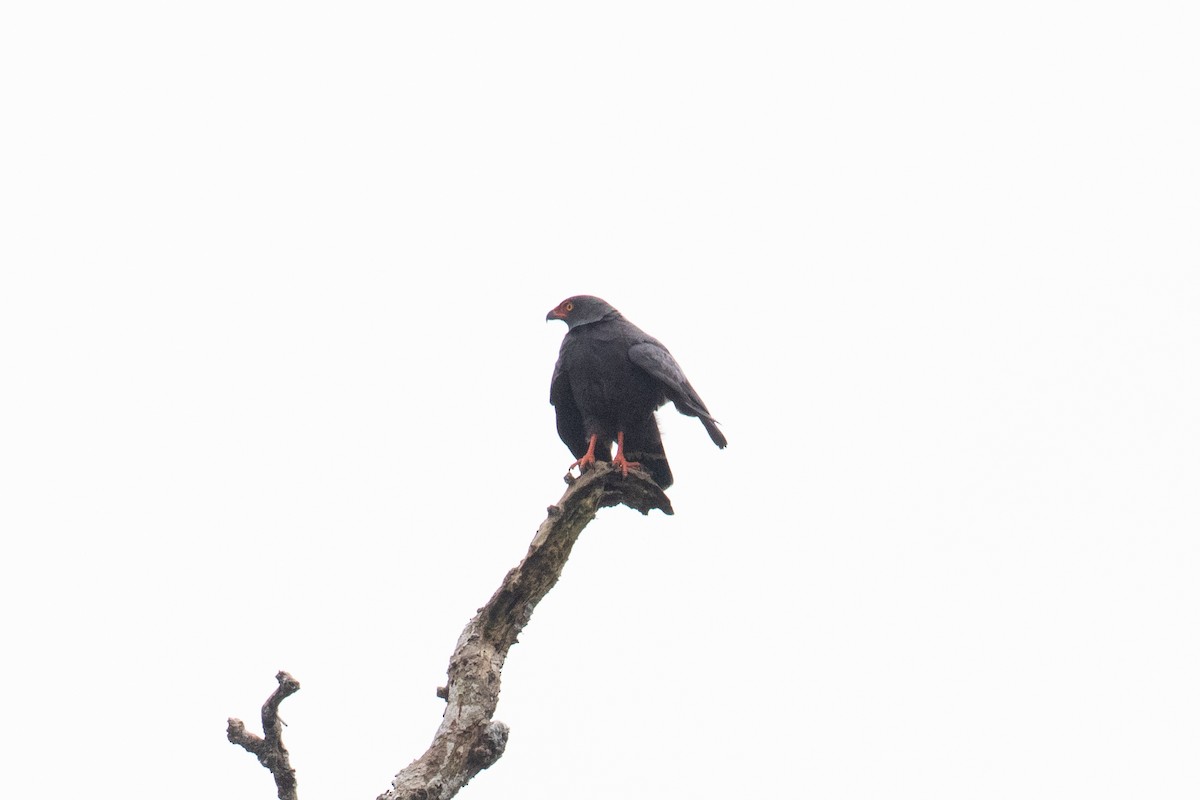 Buse ardoisée - ML642620879