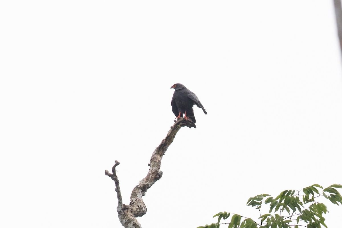 Buse ardoisée - ML642620880