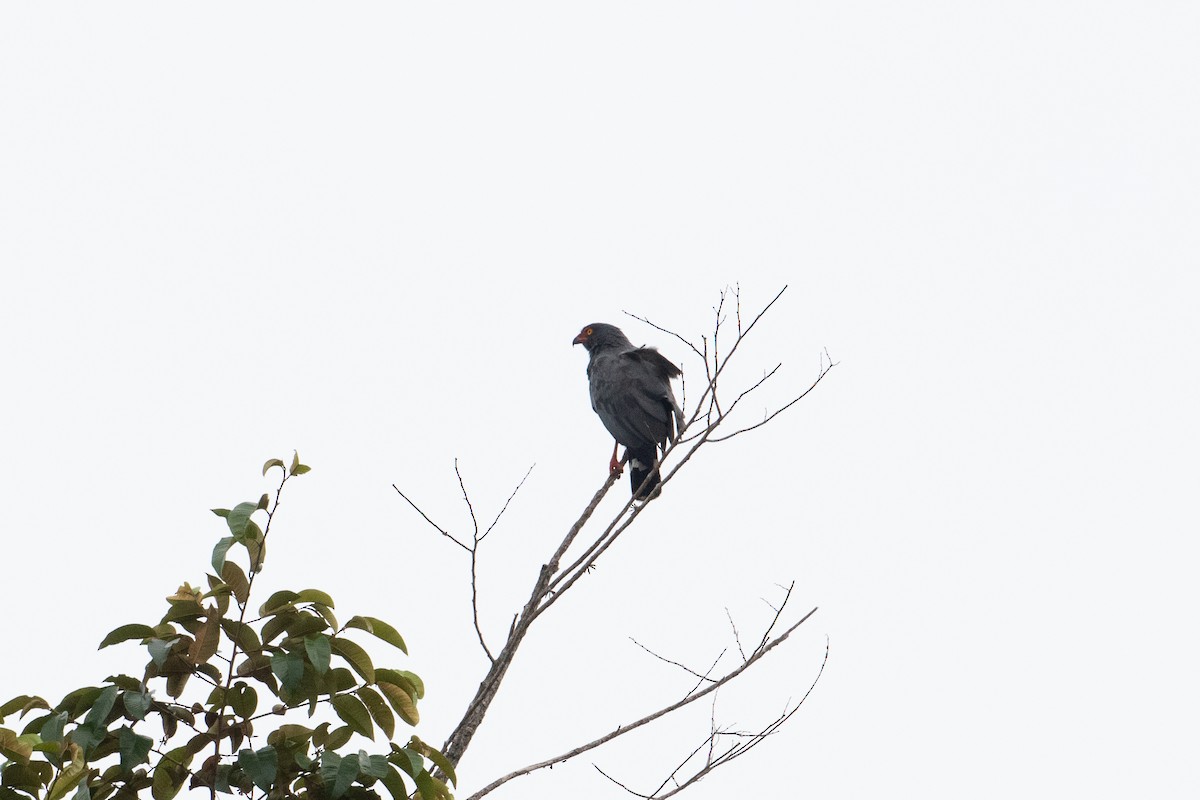 Buse ardoisée - ML642620881