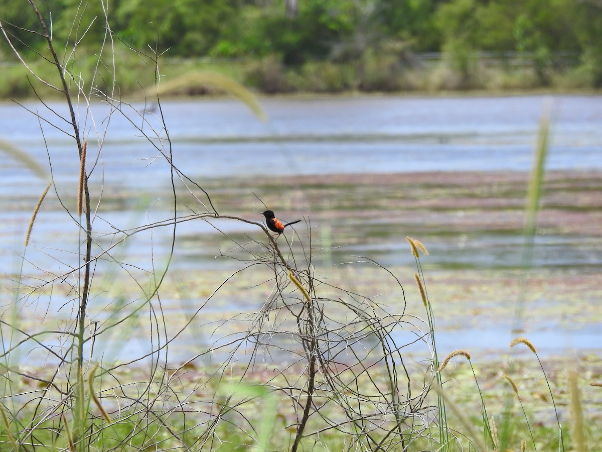 Red-backed Fairywren - ML642620887