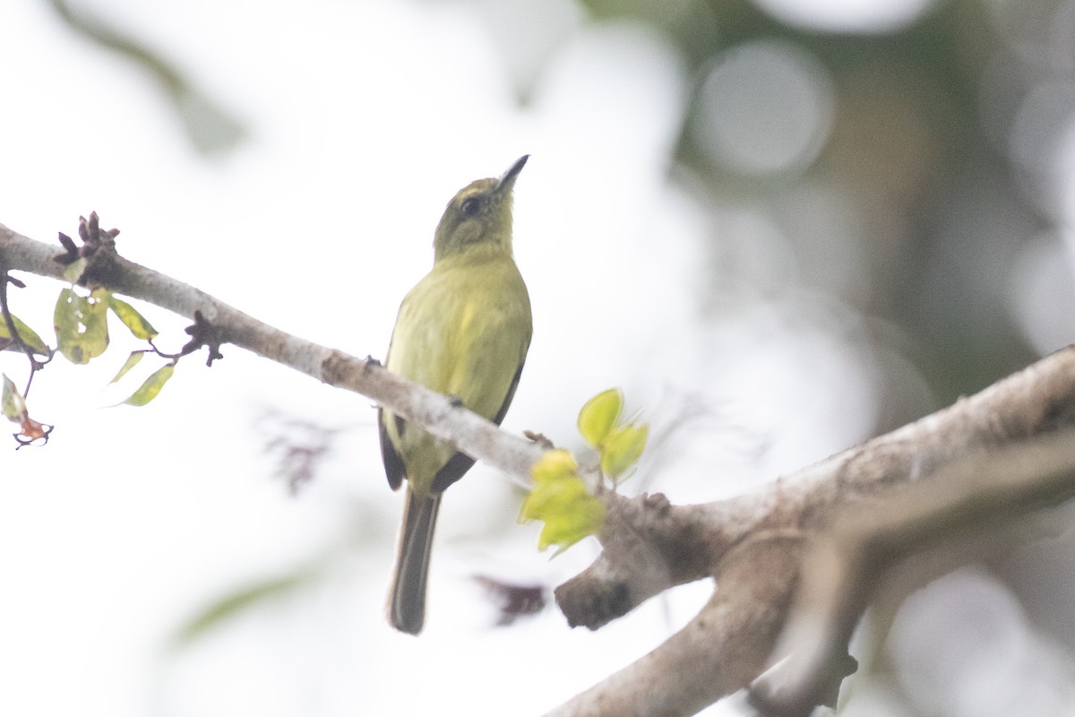Olive-faced Flatbill - ML642620898